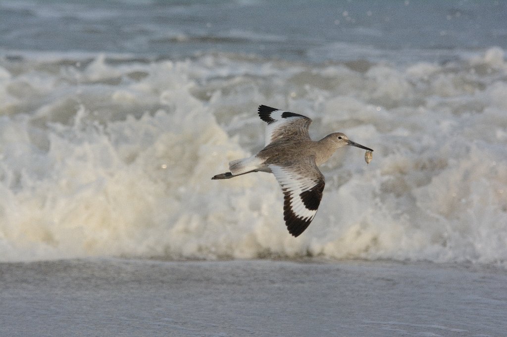 Sandpiper, Willet, 2016-04026156 Chincoteague NWR, VA.JPG - Willet. Chincoteague National Wildlife Refuge, VA, 4-2-2016